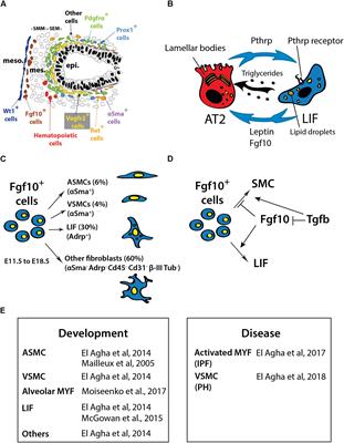 Role of Fibroblast Growth Factor 10 in Mesenchymal Cell Differentiation During Lung Development and Disease